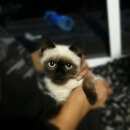 Подробнее об объявлении «Новосибирск Найдена кошка» Фото: найдена кошка  «Новосибирск Найдена кошка» в г. Новосибирск