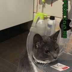 Подробнее об объявлении «Москва Найдена кошка молодая кошечка на ул.псковская» Фото: найдена кошка  «Москва Найдена кошка молодая кошечка на...» в г. Москва