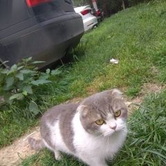 Подробнее об объявлении «Найдена кошка(кот) Звенигород» Фото: найдена кошка  «Найдена кошка(кот) Звенигород» в г. Звенигород