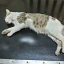 Подробнее об объявлении «Новосибирск Найден кот» Фото: найдена кошка  «Новосибирск Найден кот» в г. Новосибирск