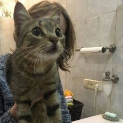 Подробнее об объявлении «Москва Найдена кошка явно домашняя, очень ласковая» Фото: найдена кошка  «Москва Найдена кошка явно домашняя, очень ласковая» в г. Москва