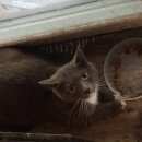 Подробнее об объявлении «Москва Найдена кошка серая с белой грудкой» Фото: найдена кошка  «Москва Найдена кошка серая с белой грудкой» в г. Москва