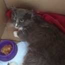 Подробнее об объявлении «Мытищи Найден кот ик» Фото: найдена кошка  «Мытищи Найден кот ик» в г. Мытищи