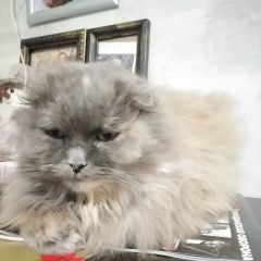 Подробнее об объявлении «Найдена кошка Анапа» Фото: найдена кошка Британская длинношерстная кошка «Найдена кошка Анапа» в г. Анапа