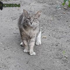 Подробнее об объявлении «Найдена кошка Королев» Фото: найдена кошка  «Найдена кошка Королев» в г. Королев