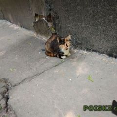 Подробнее об объявлении «Москва Найдена кошка» Фото: найдена кошка  «Москва Найдена кошка» в г. Москва