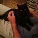 Подробнее об объявлении «Бердск Найден кот» Фото: найдена кошка  «Бердск Найден кот» в г. Бердск