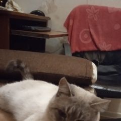 Подробнее об объявлении «Найден кот Брянск» Фото: найдена кошка  «Найден кот Брянск» в г. Брянск