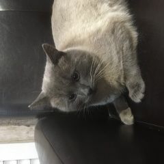 Подробнее об объявлении «Раменское Найден кот» Фото: найдена кошка Британская короткошерстная кошка «Раменское Найден кот» в г. Раменское