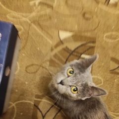 Подробнее об объявлении «Ярославль Найдена кошка котенок» Фото: найдена кошка Британская длинношерстная кошка «Ярославль Найдена кошка котенок» в г. Ярославль