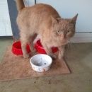 Подробнее об объявлении «Москва Найден кот приблудился рыжий кот» Фото: найдена кошка  «Москва Найден кот приблудился рыжий кот» в г. Москва