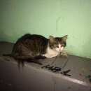 Подробнее об объявлении «Москва Найдена кошка домашняя кошка ищет своих хозяев.» Фото: найдена кошка  «Москва Найдена кошка домашняя кошка ищет своих...» в г. Москва
