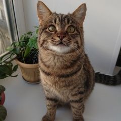 Картинка найдена кошка В городе Липецк обнаружился котик. Липецк