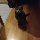 Подробнее об объявлении «Москва Найдена кошка район южное бутово, британская кошечка» Фото: найдена кошка Британская короткошерстная «Москва Найдена кошка район южное бутово,...» в г. Москва