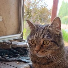 Подробнее об объявлении «Найден кот Талдом» Фото: найдена кошка Европейская короткошерстная «Найден кот Талдом» в г. Талдом