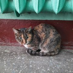 Подробнее об объявлении «Найдена кошка Санкт-Петербург» Фото: найдена кошка Европейская короткошерстная «Найдена кошка Санкт-Петербург» в г. Санкт-Петербург