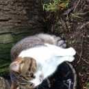 Подробнее об объявлении «Санкт-Петербург Найдена кошка котик» Фото: найдена кошка  «Санкт-Петербург Найдена кошка котик» в г. Санкт-Петербург