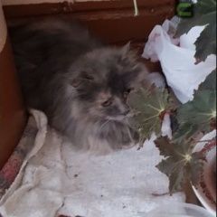 Подробнее об объявлении «Найдена кошка домашняя кошечка Королев» Фото: найдена кошка  «Найдена кошка домашняя кошечка Королев» в г. Королев