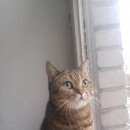 Подробнее об объявлении «Найдена кошка Реутов» Фото: найдена кошка Британская короткошерстная «Найдена кошка Реутов» в г. Реутов