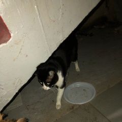 Подробнее об объявлении «Москва Найден котик чертаново центральное» Фото: найдена кошка  «Москва Найден котик чертаново центральное» в г. Москва