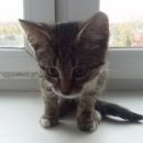 Подробнее об объявлении «Лобня Найден кот» Фото: найдена кошка  «Лобня Найден кот» в г. Лобня