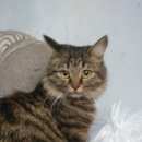 Подробнее об объявлении «Ангарск Найдена кошка отдам в добрые руки» Фото: найдена кошка Сибирская «Ангарск Найдена кошка отдам в добрые руки» в г. Ангарск
