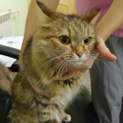 Подробнее об объявлении «Красноярск Найдена кошка» Фото: найдена кошка  «Красноярск Найдена кошка» в г. Красноярск