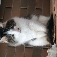 Подробнее об объявлении «Истра Найдена кошка с. новопетровское истр. р-н» Фото: найдена кошка  «Истра Найдена кошка с. новопетровское истр. р-н» в г. Истра