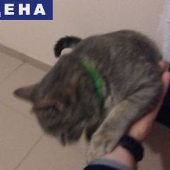 Подробнее об объявлении «Найдена кошка серая с зеленым ошейником Ростов-на-Дону» Фото: найдена кошка  «Найдена кошка серая с зеленым ошейником...» в г. Ростов-на-Дону