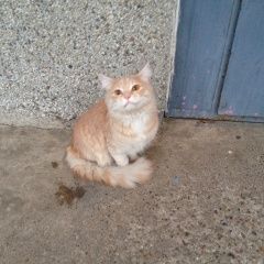 Подробнее об объявлении «Найдена кошка персиковый кот Оренбург» Фото: найдена кошка  «Найдена кошка персиковый кот Оренбург» в г. Оренбург