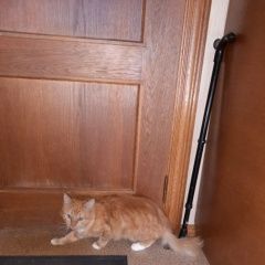 Подробнее об объявлении «Санкт-Петербург Найден кот рыжий кот» Фото: найдена кошка  «Санкт-Петербург Найден кот рыжий кот» в г. Санкт-Петербург