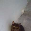 Подробнее об объявлении «Найдена кошка британка Щербинка» Фото: найдена кошка Британская короткошерстная «Найдена кошка британка Щербинка» в г. Щербинка