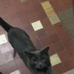 Подробнее об объявлении «Москва Найден кот» Фото: найдена кошка  «Москва Найден кот» в г. Москва