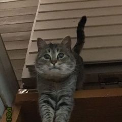 Подробнее об объявлении «Москва Найден кот т котик в районе деревни аносино» Фото: найдена кошка  «Москва Найден кот т котик в районе деревни аносино» в г. Москва