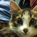 Подробнее об объявлении «Москва Найдена кошка молодоя кошечка - месяцев» Фото: найдена кошка  «Москва Найдена кошка молодоя кошечка - месяцев» в г. Москва