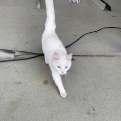 Подробнее об объявлении «Москва Найден кот вешняки» Фото: найдена кошка  «Москва Найден кот вешняки» в г. Москва