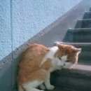 Подробнее об объявлении «Москва Найдена кошка» Фото: найдена кошка  «Москва Найдена кошка» в г. Москва