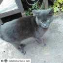 Подробнее об объявлении «Москва Найден кот» Фото: найдена кошка Русская голубая «Москва Найден кот» в г. Москва