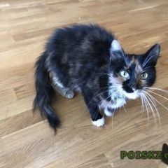 Подробнее об объявлении «Москва Найдена кошка» Фото: найдена кошка  «Москва Найдена кошка» в г. Москва