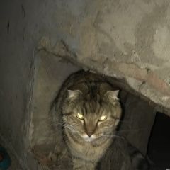 Подробнее об объявлении «Раменское Найдена кошка» Фото: найдена кошка  «Раменское Найдена кошка» в г. Раменское
