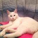 Подробнее об объявлении «Москва Найден кот» Фото: найдена кошка  «Москва Найден кот» в г. Москва