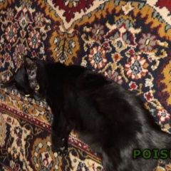 Подробнее об объявлении «Мытищи Найдена кошка черная кошка небольшая» Фото: найдена кошка  «Мытищи Найдена кошка черная кошка небольшая» в г. Мытищи