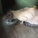 Подробнее об объявлении «Найдена кошка Щербинка» Фото: найдена кошка Тайская «Найдена кошка Щербинка» в г. Щербинка
