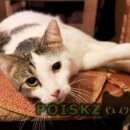 Подробнее об объявлении «Великий Новгород (Новгород) Найден кот» Фото: найдена кошка  «Великий Новгород (Новгород) Найден кот» в г. Великий Новгород (Новгород)