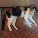 Подробнее об объявлении «Москва Найдена кошка» Фото: найдена кошка  «Москва Найдена кошка» в г. Москва