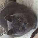 Подробнее об объявлении «Найден кот британский кот или кошка Геленджик» Фото: найдена кошка  «Найден кот британский кот или кошка Геленджик» в г. Геленджик