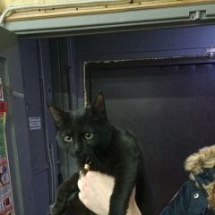 Подробнее об объявлении «Москва Найдена кошка котенок черный с ошейником» Фото: найдена кошка  «Москва Найдена кошка котенок черный с ошейником» в г. Москва