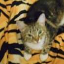 Подробнее об объявлении «Одинцово Найдена кошка. явно домашняя жукова» Фото: найдена кошка  «Одинцово Найдена кошка. явно домашняя жукова» в г. Одинцово