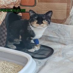 Подробнее об объявлении «Найдена кошка трехцветная кошка. Москва» Фото: найдена кошка  «Найдена кошка трехцветная кошка. Москва» в г. Москва