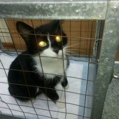 Подробнее об объявлении «Иваново Найдена кошка молодая кошечка» Фото: найдена кошка  «Иваново Найдена кошка молодая кошечка» в г. Иваново